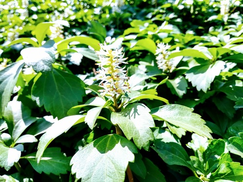 Runianka japońska (pachysandra terminalis) zimozielona roślina okrywowa do cienistych miejsc